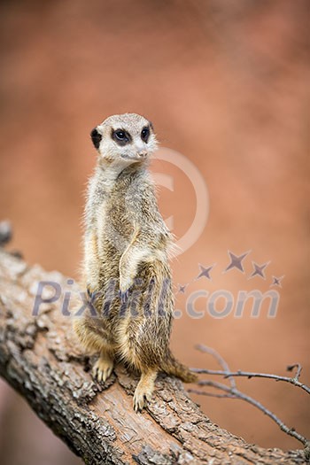 Watchful meerkat standing guard Watchful meerkat standing guard