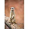 Watchful meerkat standing guard