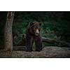 Brown bear (Ursus arctos)