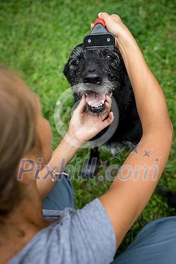 Younf woman combing out the fur of a black dog in her garden Younf woman combing out the fur of a black dog in her garden