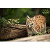 Eurasian Lynx (Lynx lynx)