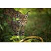 Eurasian Lynx (Lynx lynx)