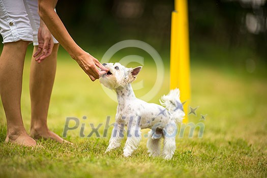 Cute little dog doing agility drill - running slalom, being obediend and making his master proud and happy Cute little dog doing agility drill - running slalom, being obediend and making his master proud and happy