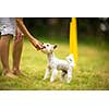 Cute little dog doing agility drill - running slalom, being obediend and making his master proud and happy