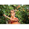 Pretty, young woman picking apricots lit by warm summer evening light (shallow DOF; color toned image)