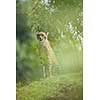 Cheetah (Acinonyx jubatus)