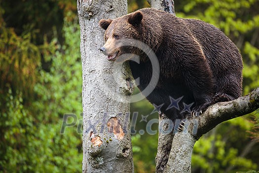 Brown bear (Ursus arctos) Brown bear (Ursus arctos)