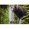 Brown bear (Ursus arctos)