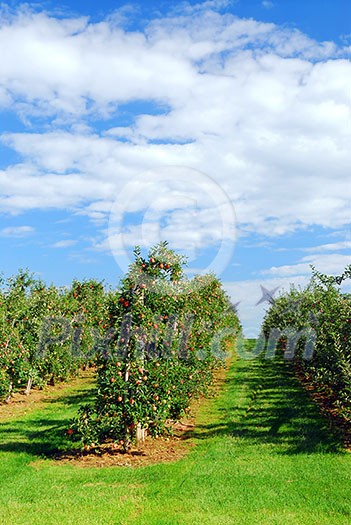 Apple orchard with red ripe apples under bright blue sky Apple orchard with red ripe apples under bright blue sky