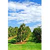 Apple orchard with red ripe apples under bright blue sky