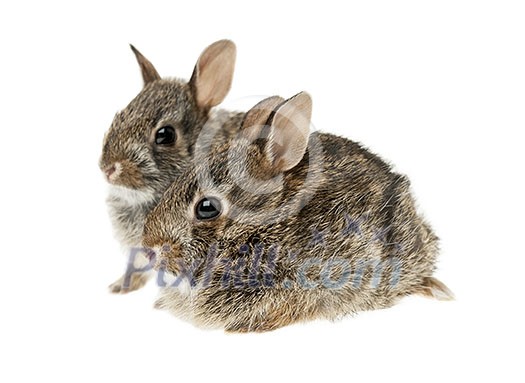 Portrait of two baby wild cottontail rabbits isolated on white background Portrait of two baby wild cottontail rabbits isolated on white background
