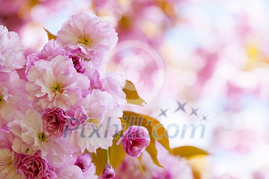 Pink cherry blossom flowers on flowering tree branch blooming in spring orchard with copy space Pink cherry blossom flowers on flowering tree branch blooming in spring orchard with copy space