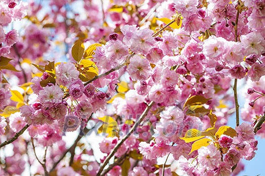 Pink cherry blossom flowers on flowering tree branches blooming in spring orchard Pink cherry blossom flowers on flowering tree branches blooming in spring orchard