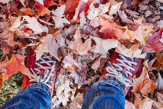 Red shoes standing in many fallen maple leaves from above Red shoes standing in many fallen maple leaves from above