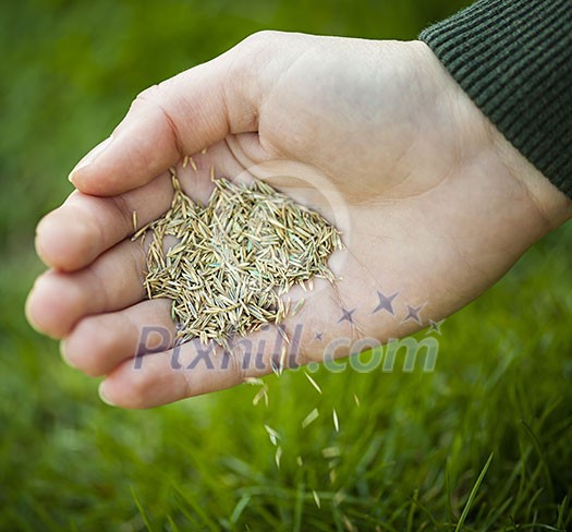 Hand planting grass seed for overseeding green lawn care Hand planting grass seed for overseeding green lawn care