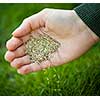 Hand planting grass seed for overseeding green lawn care