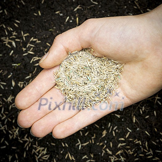 Grass seed held in hand over soil with planted seeds Grass seed held in hand over soil with planted seeds