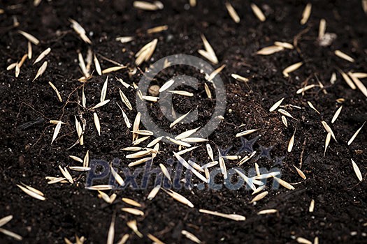 Closeup of grass seeds on fertile soil Closeup of grass seeds on fertile soil