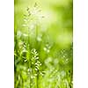 Summer flowering grass and green plants in June sunshine with copy space