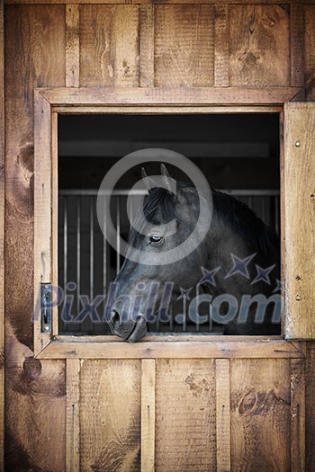 Profile of black horse looking out stable window Profile of black horse looking out stable window