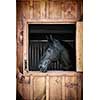 Profile of black horse looking out stable window