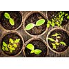 Potted seedlings growing in biodegradable peat moss pots from above