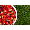 Bucket of freshly picked strawberries shot from above on green grass outside with copy space