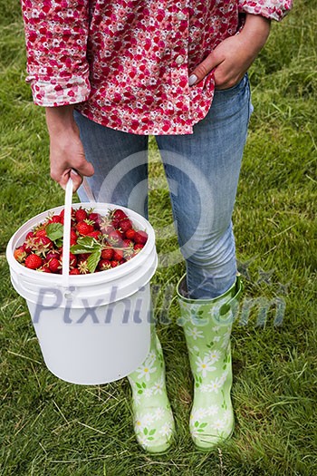Woman holding bucket of freshly picked strawberries on green grass outside in garden Woman holding bucket of freshly picked strawberries on green grass outside in garden