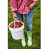Woman holding bucket of freshly picked strawberries on green grass outside in garden