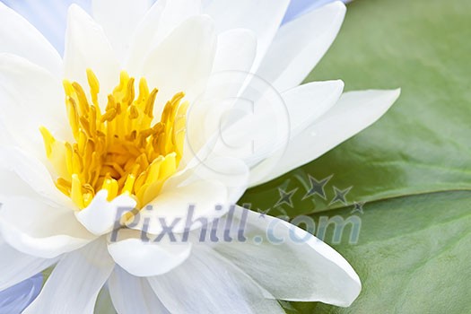 White lotus flower or water lily floating White lotus flower or water lily floating