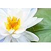 White lotus flower or water lily floating