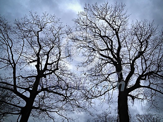 Two oak trees in winter silhouetted on overcast sky Two oak trees in winter silhouetted on overcast sky