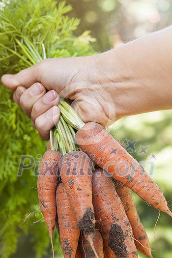 Hand holding bunch of fresh organic homegrown carrots harvested from garden with dirt Hand holding bunch of fresh organic homegrown carrots harvested from garden with dirt