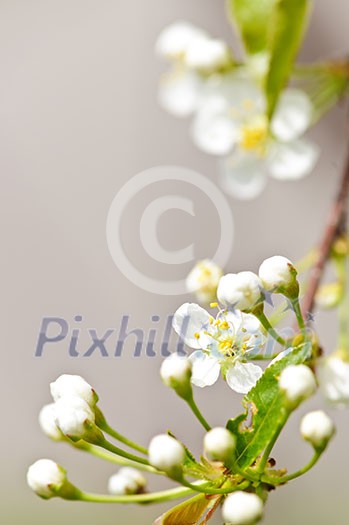 Gentle white spring cherry flower buds and blossoms