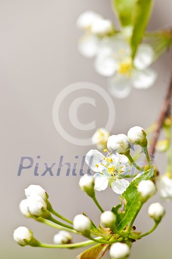 Gentle white spring cherry flower buds and blossoms Gentle white spring cherry flower buds and blossoms
