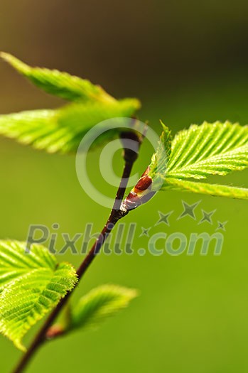 Green spring leaves budding new life in clean environment Green spring leaves budding new life in clean environment