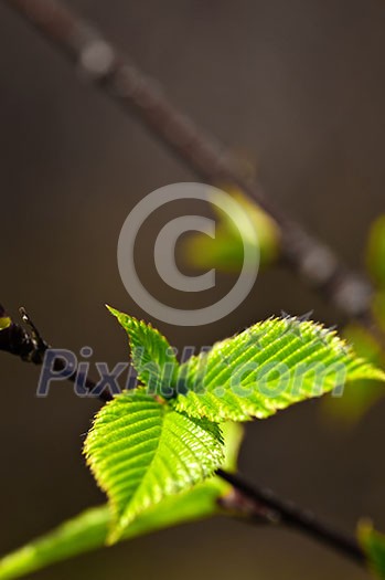 Green spring leaves budding new life in clean environment Green spring leaves budding new life in clean environment
