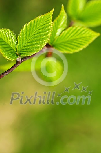 Green spring leaves budding new life in clean environment
