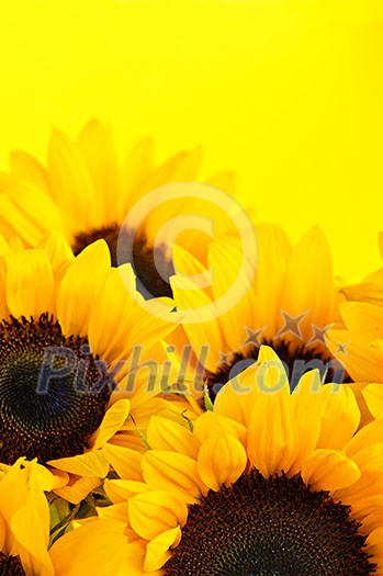 Bouquet of sunflower flowers on yellow background Bouquet of sunflower flowers on yellow background