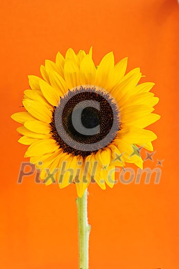 Close up of sunflower flower on orange background Close up of sunflower flower on orange background