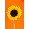 Close up of sunflower flower on orange background