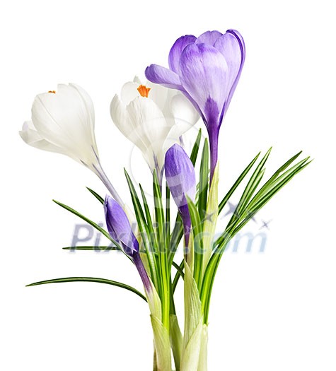 White and purple spring crocus flowers isolated on white background White and purple spring crocus flowers isolated on white background