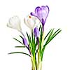White and purple spring crocus flowers isolated on white background