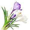 White and purple spring crocus flowers isolated on white background