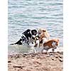 Three dogs playing and splashing in water at the beach