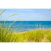 Grass on sand dunes at beach. Pinery provincial park, Ontario Canada