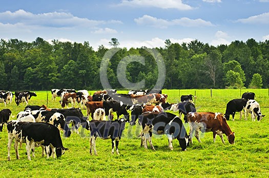 Cows grazing in a green pasture on sustainable small scale farm Cows grazing in a green pasture on sustainable small scale farm