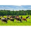 Cows grazing in a green pasture on sustainable small scale farm