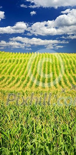 Agricultural landscape of corn field on small scale sustainable farm Agricultural landscape of corn field on small scale sustainable farm