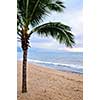 Palm tree on tropical beach in Puerto Vallarta, Jalisco, Mexico